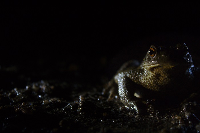 Crapaud commun